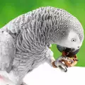 Плодове за папагал Жако