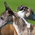 Как си общуват кучетата