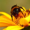 Земна Пчела