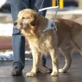 Кучето-водач - лъч надежда за незрящия човек