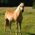 Почина най-старият кон в света