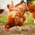 Заболявания по домашните кокошки