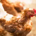 Изкуствен интелект дешифрира езика на кокошките