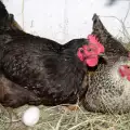 Защо кокошките стават канибали