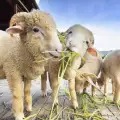Съвети при хранене на овце