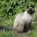 Породи котки с пухкави опашки