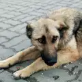 Спасяването на бездомно куче, което трогна всички