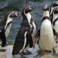 Засрамиха пингвин-крадец със стена на позора