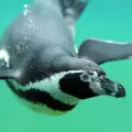 Пингвини се превърнаха в сензация в Китай