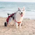 Запознайте се с Мая - най-щастливото хъски в инвалидна количка