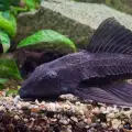 6 вида рибки, които не искате в аквариума си