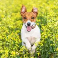 Кучето Туинки подобри световен рекорд