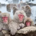 Маймуни