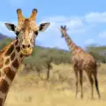 Жирафче спретна истинско шоу в зоопарк. Вижте какво направи! (СНИМКИ)