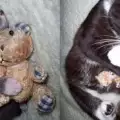 Преди и сега: Умилителни снимки на животни, израснали с любима играчка