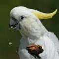 Хранене на Папагал