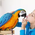 Защо папагалът спря да говори
