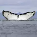 За първи път заснеха Омура – най-редкия кит
