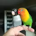 Тези влюбени папагалчета ще ви накарат да повярвате в любовта