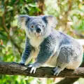 Защо коалите прегръщат дърветата?