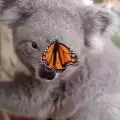 Приятелството на коала и пеперуда разчувства всички
