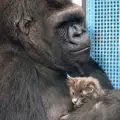 Свръхинтелигентната горила Коко осинови котенца