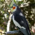 Развъждане на папагали Корела