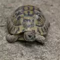 Японци помагат на костенурки да пресичат релсите