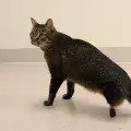 Невероятната съдба на котето Винсент
