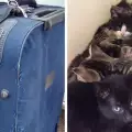 Куче спаси котенца, изоставени навън в куфар