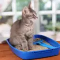 Как да научим котката да ползва човешка тоалетна
