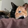 Котка с две лица подлуди интернет