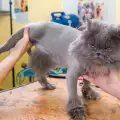 Трябва ли да се подстригват котките