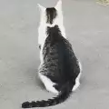 Вижте котката, която има друга котка на гърба