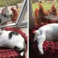 Чудатото приятелство между шишкав котак и любопитни пилета