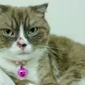 Защо котката има рани по носа?