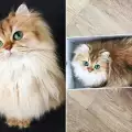 Смути е най-красивата котка в света