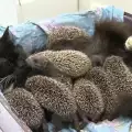 Котка стана майка на осем таралежчета в Русия