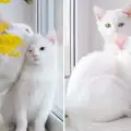 Вижте най-уникалните в света котки-близнаци (СНИМКИ)
