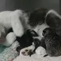 Котка осинови зайче, останало без майка