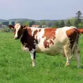 Неподозирани факти за кравите