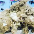 Невероятната промяна на занемарено куче ще ви смае