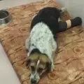 Евтаназират кучето с отрязани лапички, намерено в Пазарджик