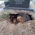 Тъжно куче изкопа дупка в гроб. Причината ще ви смае