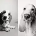 Как изглеждат кучетата, когато остареят