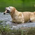 Породи кучета, които обичат водата