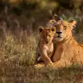 Лъвчета-тризнаци се родиха в британски парк