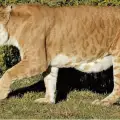 Леопон - хибридът между лъвица и мъжки леопард