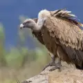 Малки лешоядчета се учат да летят в Родопите
