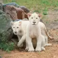 Уникални бели лъвчета се родиха във Франция